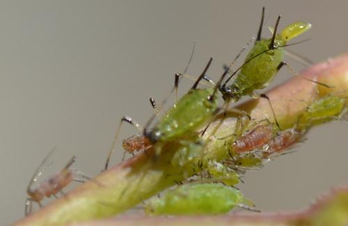 Réf. 233 822 : Macrosiphum rosae